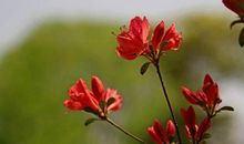 杜鹃花的诗句