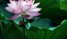 跟莲花有关的诗句